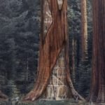 Top 5 Biggest Trees on Earth
