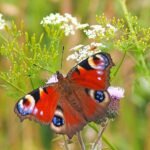 Love butterflies, Then Definitely Visit Famous Butterfly Parks in INDIA