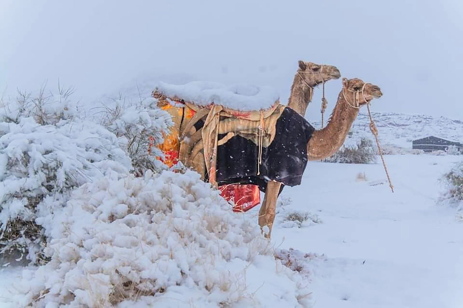 [Photos] Heavy Snowfall Breaks 50 Year Record in Saudi Arabia The