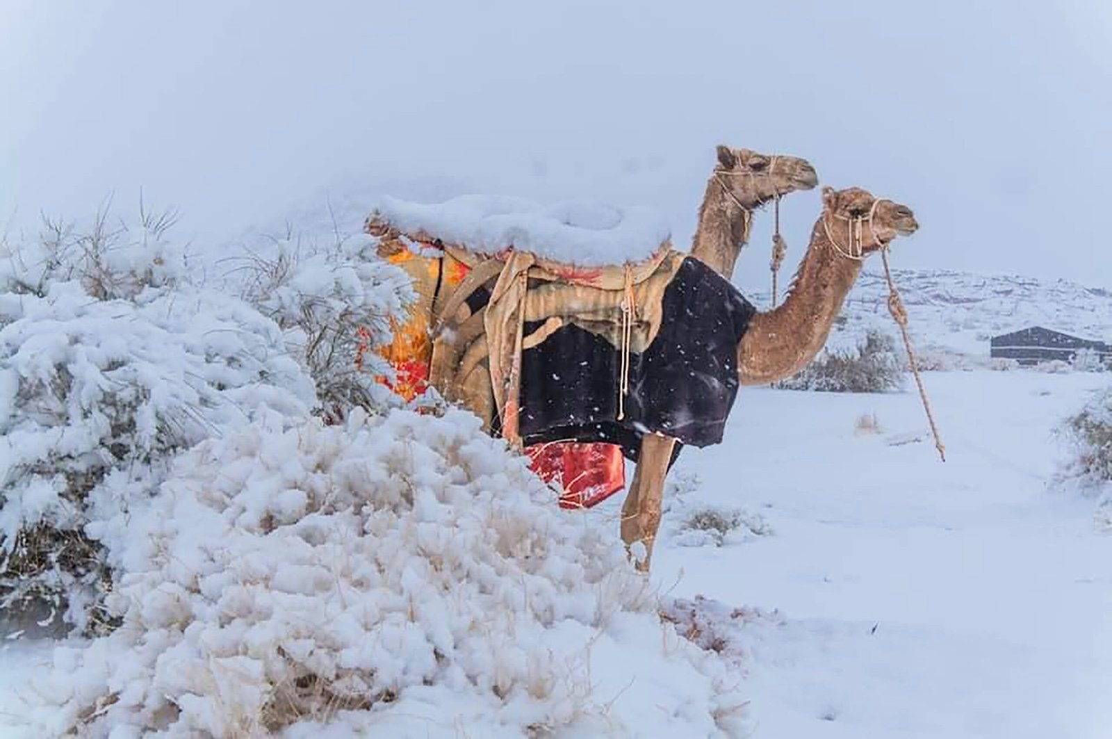 [Photos] Heavy Snowfall Breaks 50 Year Record in Saudi Arabia - The