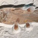 British Scientists Find 60 Million Year Old Fish Fossil