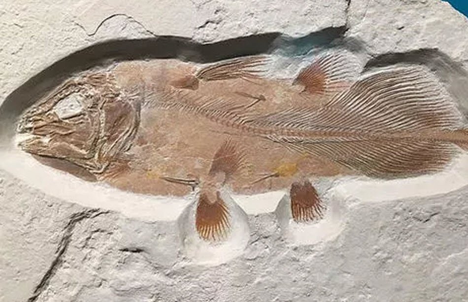 British Scientists Find 60 Million Year Old Fish Fossil