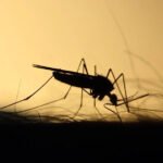 Interesting Facts You Should Know About Mosquitoes