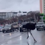 Ostrich Runaway Sends South Korean Streets into Turmoil