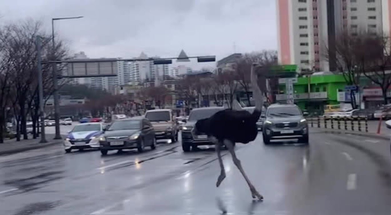 Ostrich Runaway Sends South Korean Streets into Turmoil