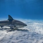 Shark Attack