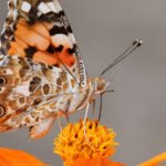Butterflies Taste Food Feet