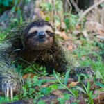 Sloths